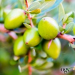 Огляд Кондиціонер для волосся OGX Argan oil of Morocco Відновлювальний 385 мл (0022796976123): характеристики, відгуки, ціни.